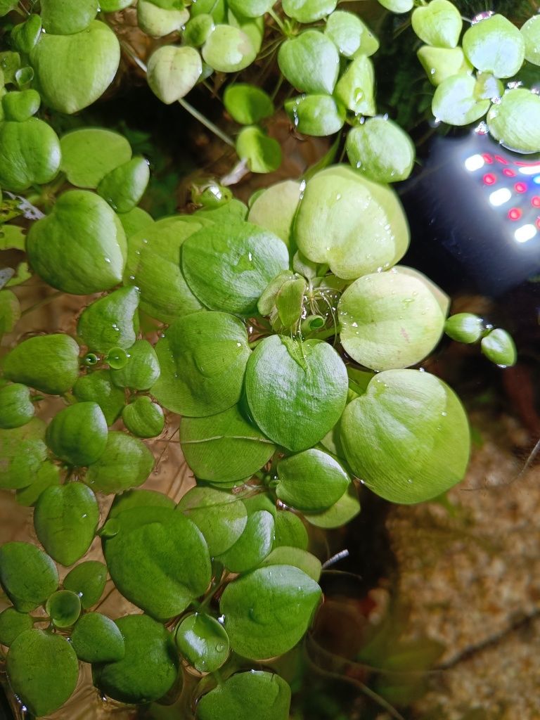 Plantas de aquário