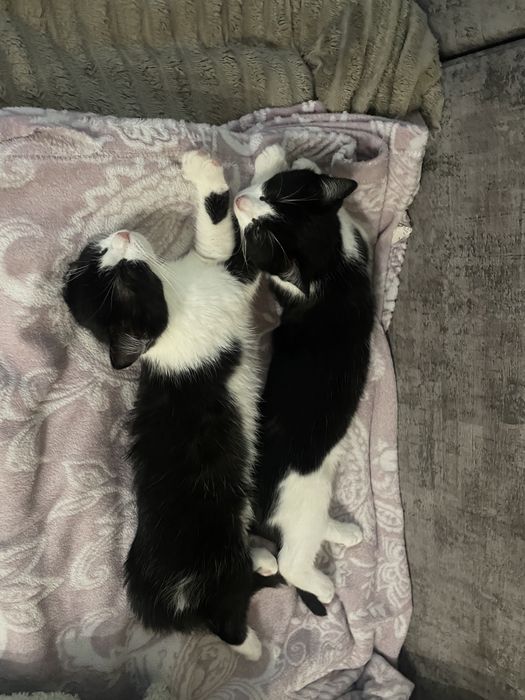 Кошенята в Добрі руки