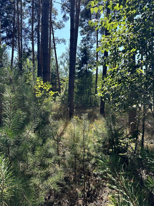 Земельна ділянка, житлова забудова село Пряжів