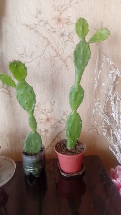 Продам кактусы,кактусы