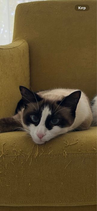 Gatinha Snowshoe para Adoção