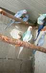 Ring necks para dispensar