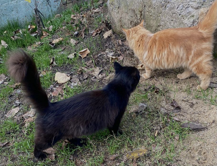 Отдам подрощенных котят ( 5 мес)