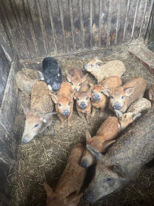 Продаж поросят пухової Венгерської мангалиці