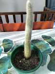Planta Espostoa de 33cm