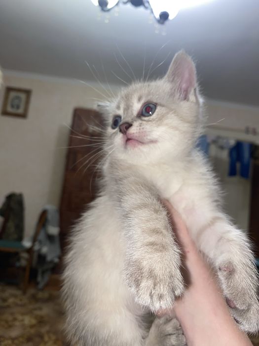 Віддам кошенят у хороші руки