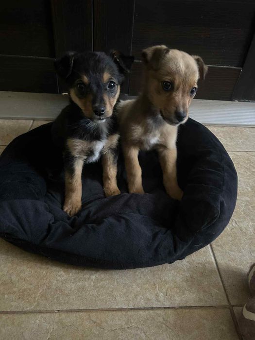 Дуже маленькі цуцики шукають дім(097)-881-54-43