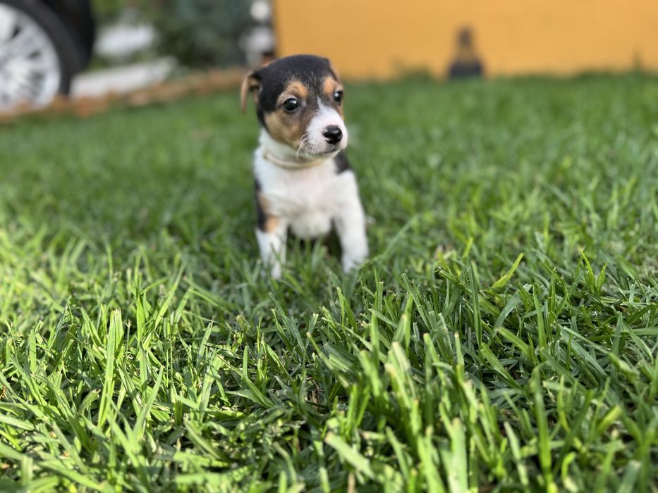 Jack Russel Terrier fêmea pelo curto com registo e afixo