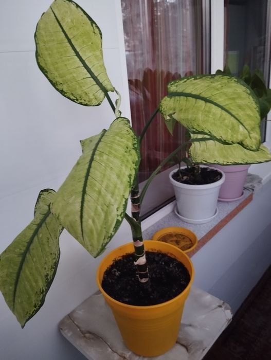 Диффенбахия комнатный цветок