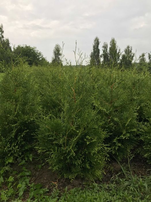 TUJA BRABANT thuje tuje z gruntu 180 - 200 TRANSPORT SADZENIE szmaragd