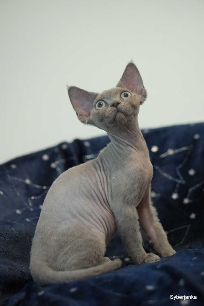 koteczka devon rex