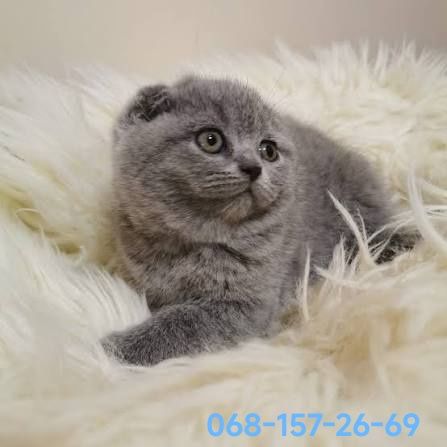 Чистокровна шотландська плюшева дівчинка