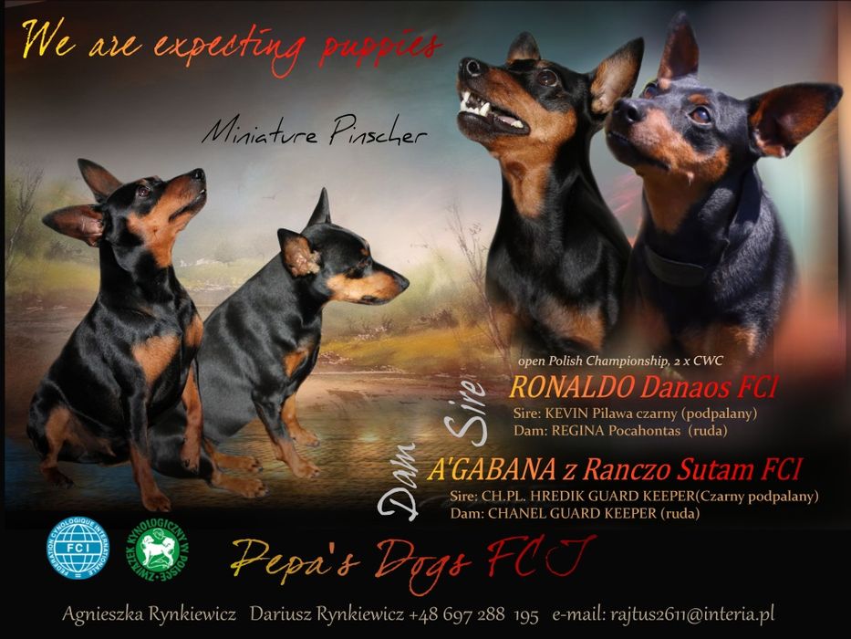 Pinczer miniaturowy po chempionie Polski