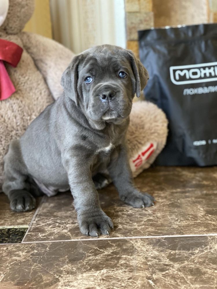 За такою дівчинкою Аделькою-до питомника Cane corso