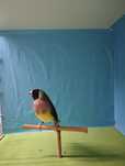 Diamante gould femia