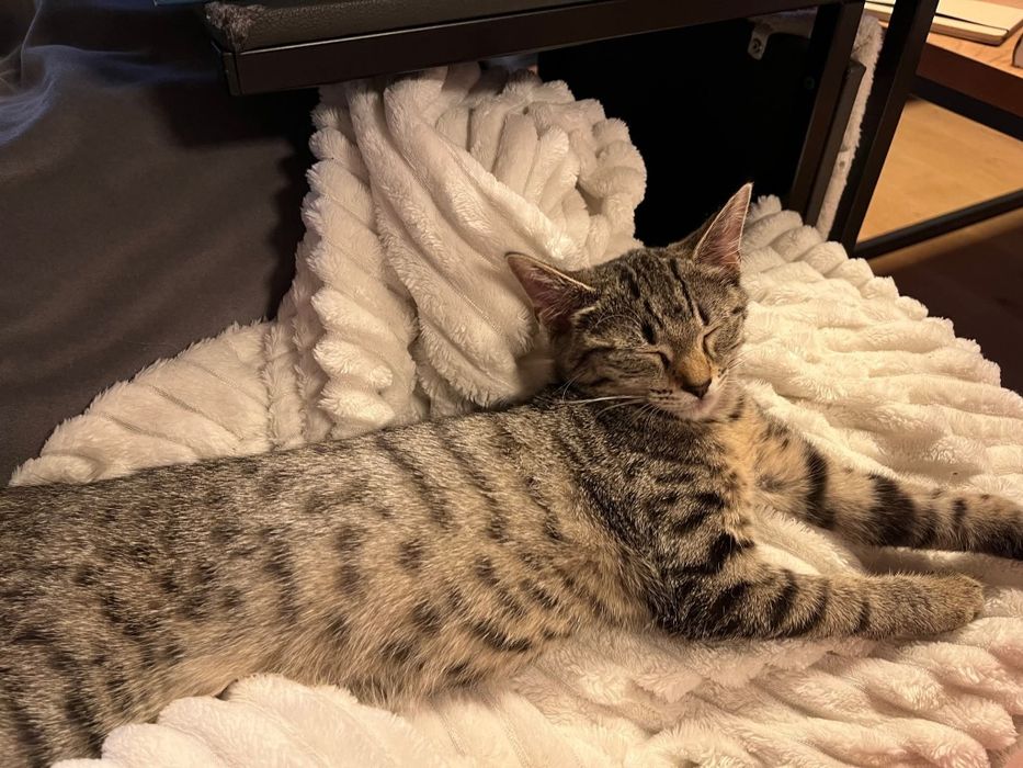 Mała kotka Lawenda czeka na dom