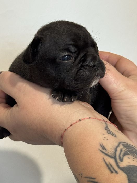 Baronek- najsłodszy buldog francuski ZKwP