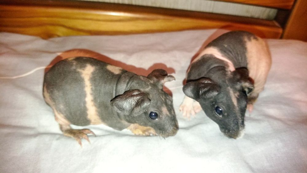 скінні міні бегемотики