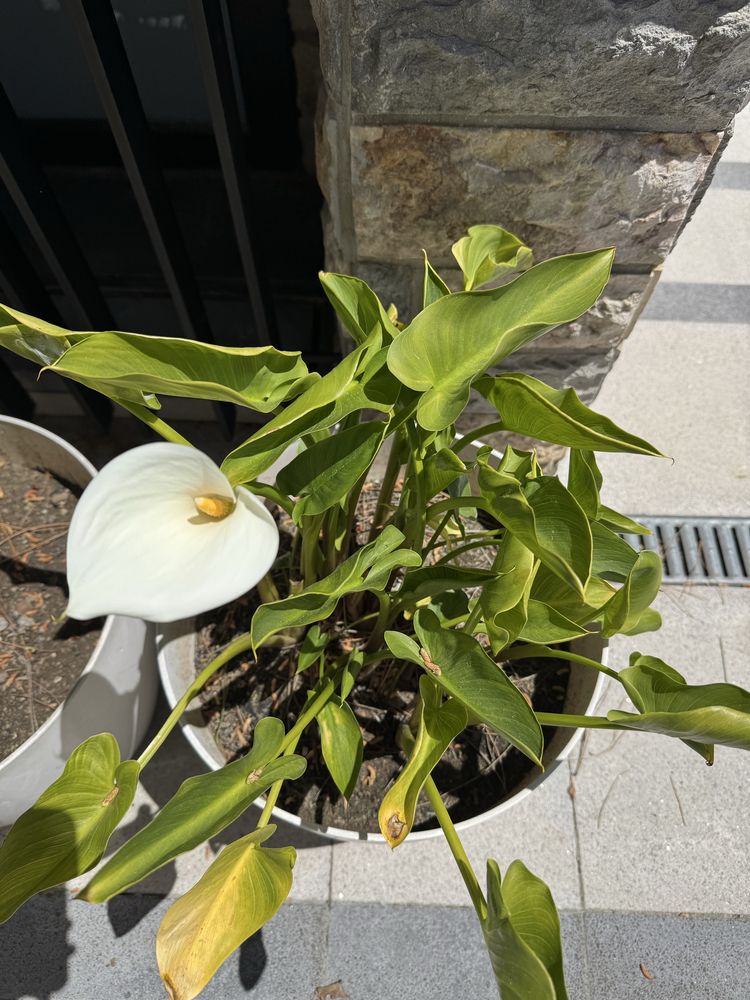 Conjunto de 2 Vasos com Jarros (Calla Lily) – Exterior/Interior