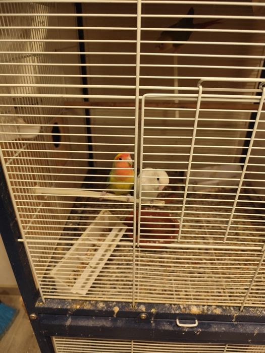 Vendo se pássaros com gaiola