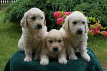 Przepiękne szczenięta Golden Retriever FCI !!