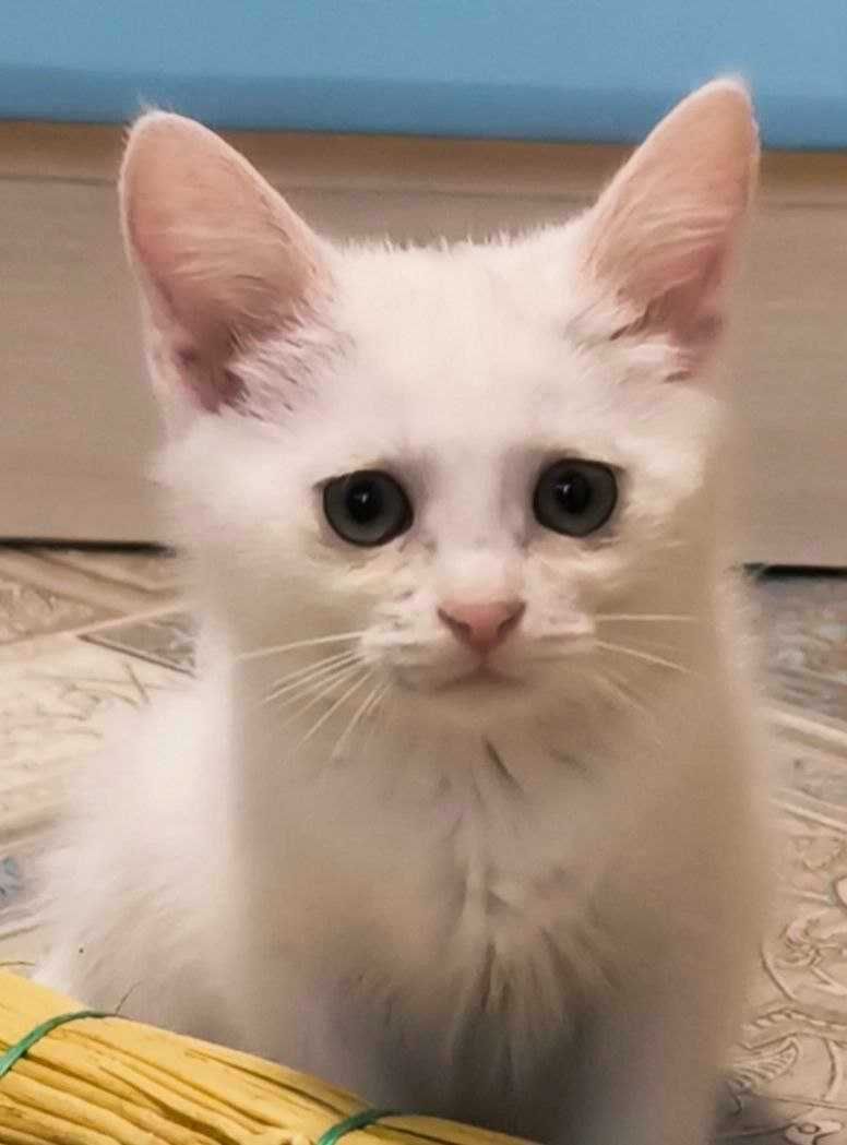 Кошеня, дівчинка, 2 місяця