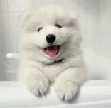Samoyed już do odbioru