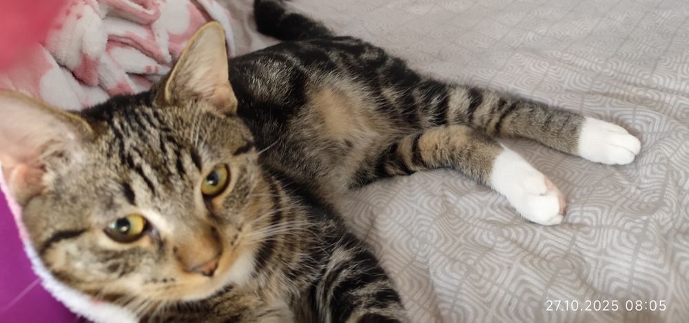 Oddam dwa 7 miesęczne kotki