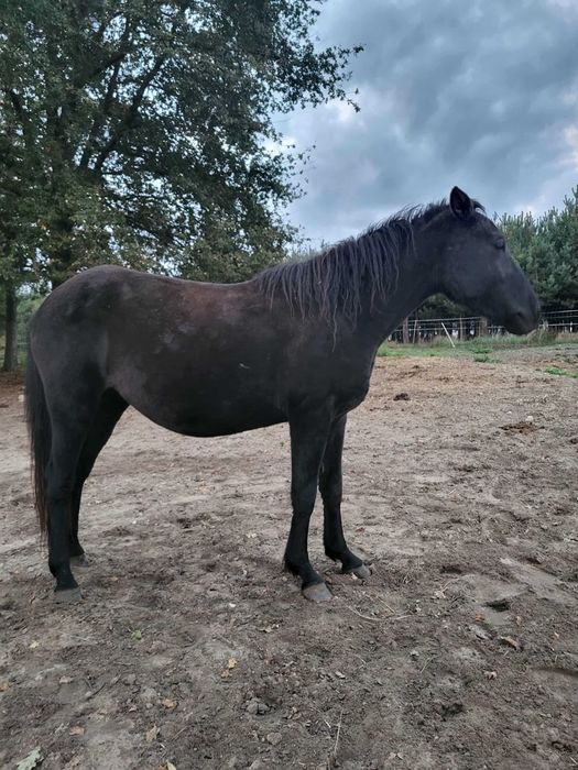 Klacz huculska 2,5 letnia