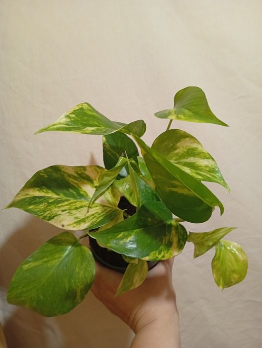 Вариегатный Эпипремнум сциндапсус  хепи лиф