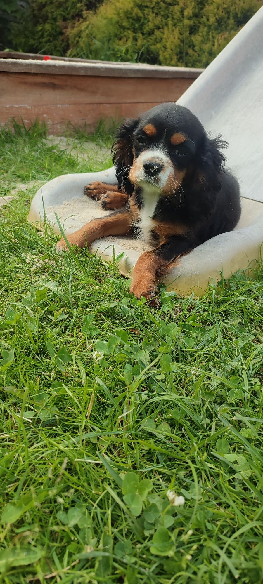 Cavalier King Charles Spaniel pies