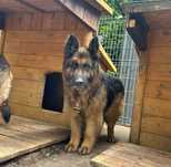 Dwa owczarki niemieckie razem do adopcji