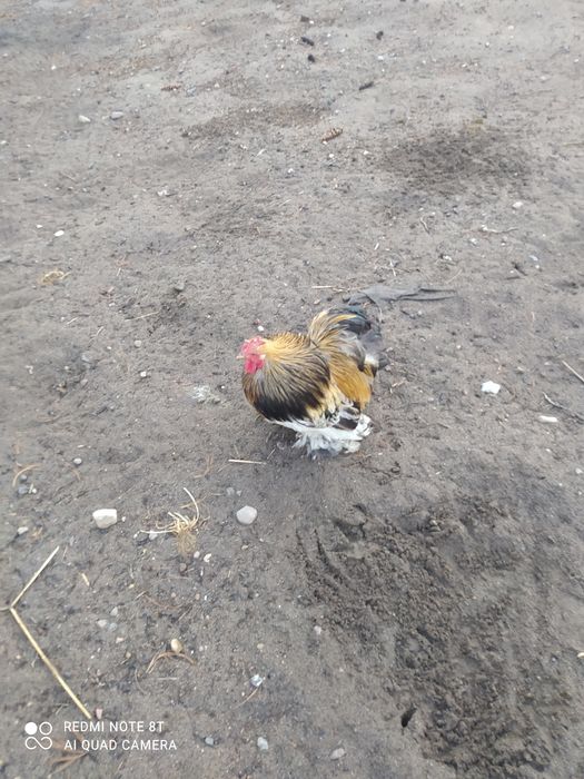 Sprzedam koguta kochin miniaturow