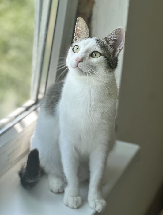 Молодий котик Зайка шукає родину, врятуйте кошеня!
