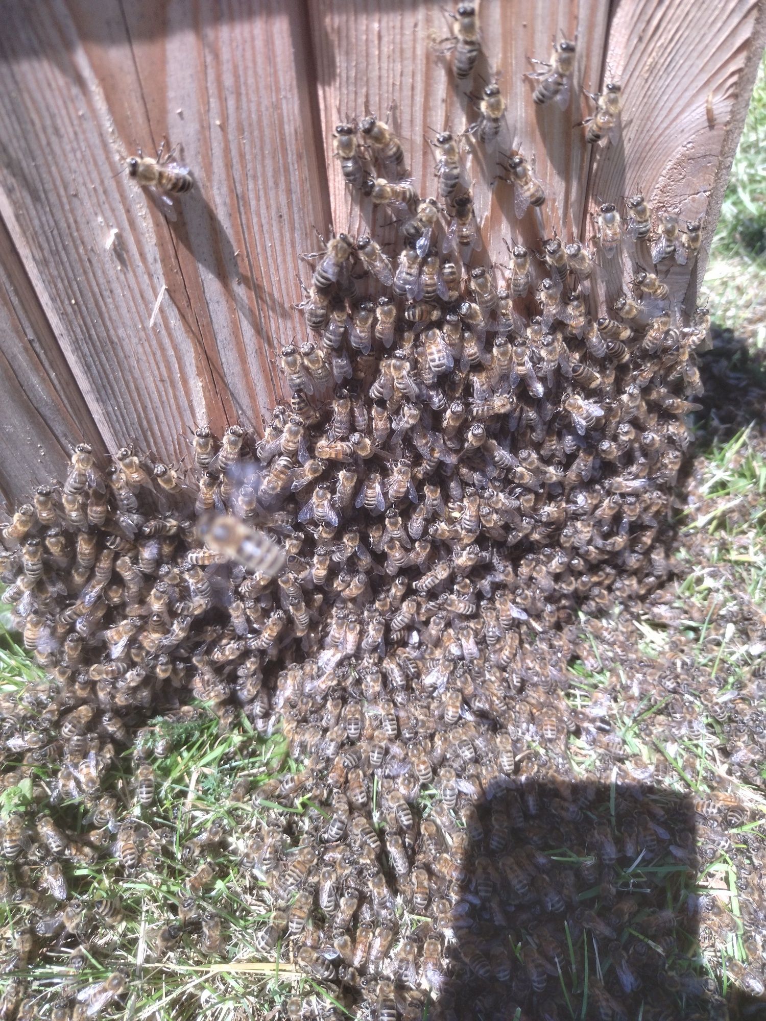 Odkłady pszczele na ramce dadana 2024