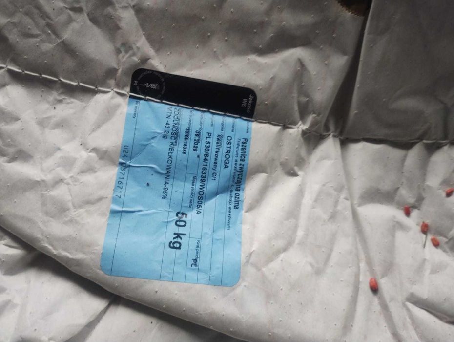 Pszenica ostroga do siewu