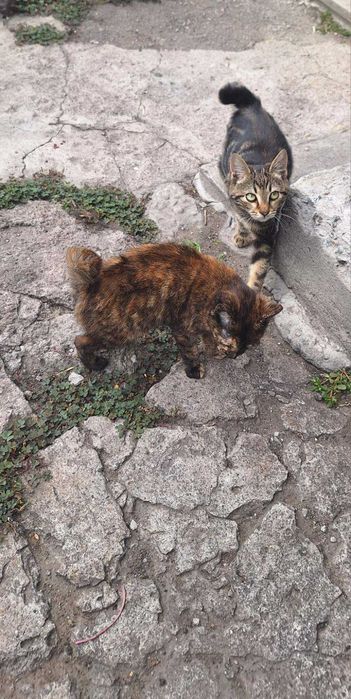 Кошенята шукають батьків