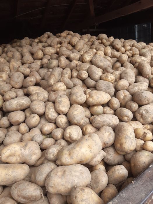 Ziemniaki odmiany jadalne na oborniku pakowane po 15kg lub 30kg!!!