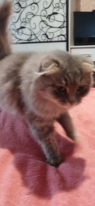 Віддам кицю в добрі руки .