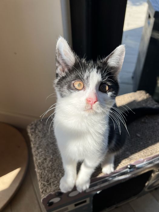 Ofelia – 3-miesięczna kotka uratowana z lasu szuka domu