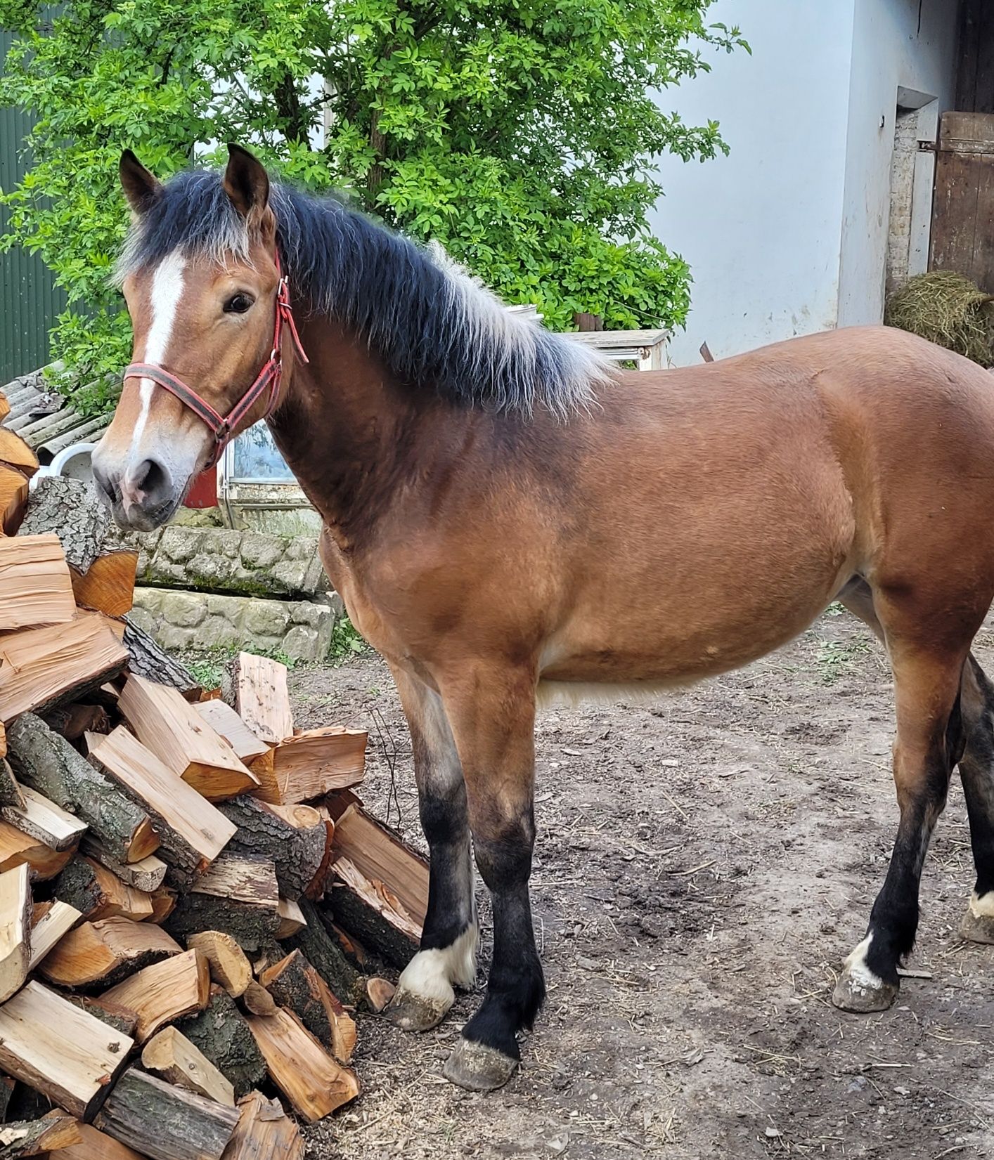 Źrebica klacz polski koń zimnokrwisty księga główna