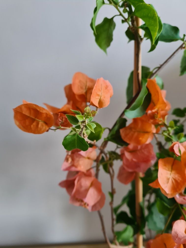 Bougainvillea łososiowa 110 cm bugenwilla