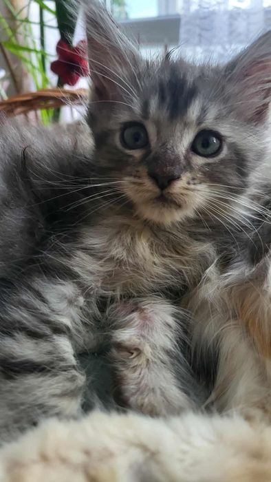 Kocurek Maine Coon