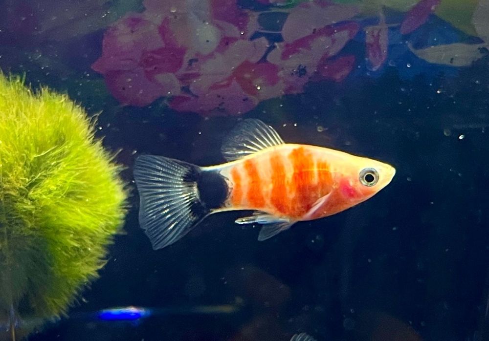 Platka Zmienniak Plamisty Piękna Rybka Do Akwarium