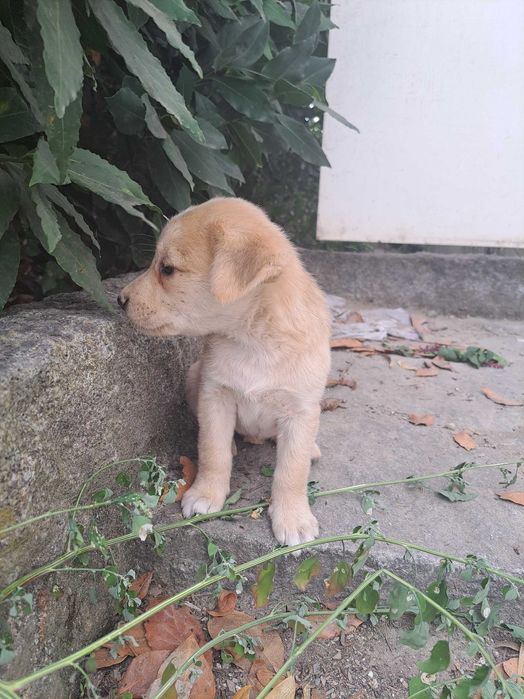 Adoção Cadelinha bebé