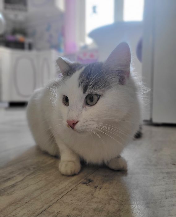 Oddam dwa piękne młode koty - tylko razem