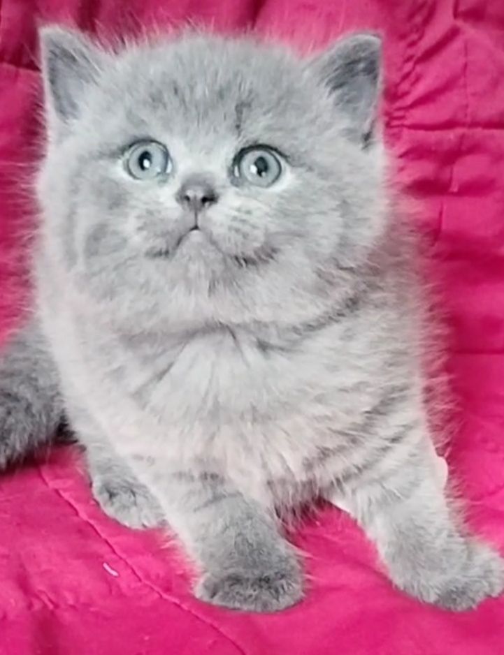 British Shorthair para reserva