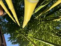 Bambus 7m. Phyllostachys vivax i Phyllostachys Shanghai 3