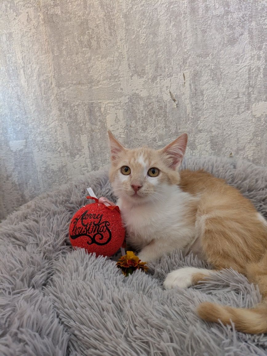 Котик у добрі руки
