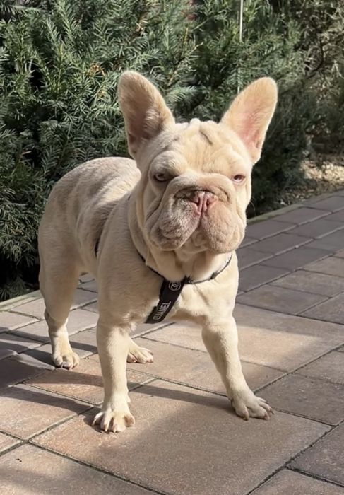 Девочка биг роп в редком окрасе